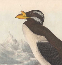 Load image into Gallery viewer, Detail from Audubon&#39;s Horn-Billed Guillemot - 1840 Octavo First Edition