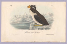 Load image into Gallery viewer, Plate 471 Horn-Billed Guillemot, 1840 Audubon Octavo First Edition