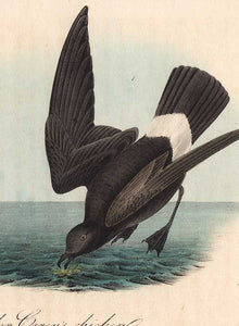 Detail of Least Petrel octavo print by Audubon