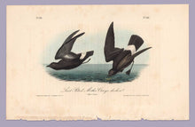 Load image into Gallery viewer, Plate 461 Least Petrel, 1840 Audubon Octavo First Edition