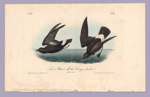 Plate 461 Least Petrel, 1840 Audubon Octavo First Edition