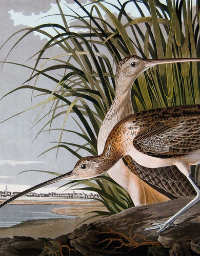 Detail of Princeton Audubon Print Plate 231 Long-Billed Curlew