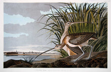 Load image into Gallery viewer, Plate 231 Long Billed Curlew, Princeton Audubon Print