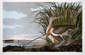 Plate 231 Long Billed Curlew, Princeton Audubon Print