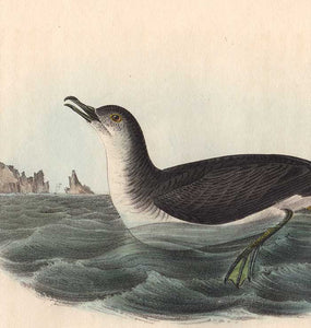Detail of Octavo, Mank's Shearwater