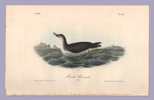 Audubon Octavo, Pl. 457 Mank's Shearwater