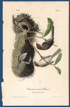 Load image into Gallery viewer, Audubon Octavo Print First Edition for sale Pl 130 Chestnut Crowned Titmouse, full sheet