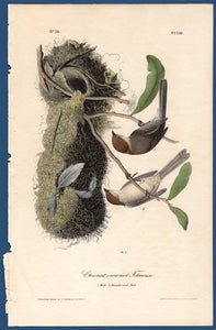 Audubon Octavo Print First Edition for sale Pl 130 Chestnut Crowned Titmouse, full sheet