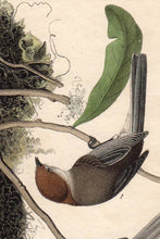 Load image into Gallery viewer, Audubon Octavo Print First Edition for sale Pl 130 Chestnut Crowned Titmouse, detail