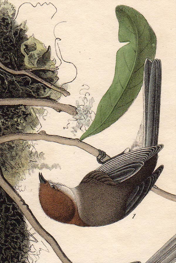 Audubon Octavo Print First Edition for sale Pl 130 Chestnut Crowned Titmouse, detail