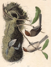 Load image into Gallery viewer, Audubon Octavo Print First Edition for sale Pl 130 Chestnut Crowned Titmouse, closer view