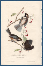 Load image into Gallery viewer, Audubon Octavo Print First Edition for sale Pl 128 Hudson&#39;s Bay Titmouse, full sheet