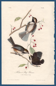 Audubon Octavo Print First Edition for sale Pl 128 Hudson's Bay Titmouse, full sheet