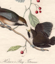 Load image into Gallery viewer, Audubon Octavo Print First Edition for sale Pl 128 Hudson&#39;s Bay Titmouse, detail