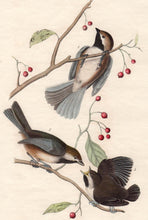 Load image into Gallery viewer, Audubon Octavo Print First Edition for sale Pl 128 Hudson&#39;s Bay Titmouse, closer view