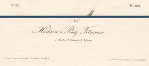 Audubon Octavo Print First Edition for sale Pl 128 Hudson's Bay Titmouse, text areas