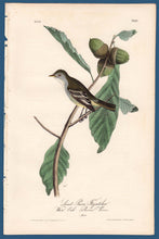 Load image into Gallery viewer, Audubon First Edition Octavo Print for sale Pl 66 Least Pewee Flycatcher, full sheet
