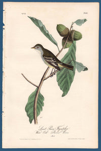Audubon First Edition Octavo Print for sale Pl 66 Least Pewee Flycatcher, full sheet