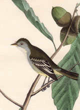 Load image into Gallery viewer, Audubon First Edition Octavo Print for sale Pl 66 Least Pewee Flycatcher, detail