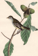 Load image into Gallery viewer, Audubon First Edition Octavo Print for sale Pl 66 Least Pewee Flycatcher, closer view