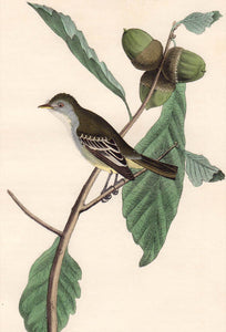Audubon First Edition Octavo Print for sale Pl 66 Least Pewee Flycatcher, closer view