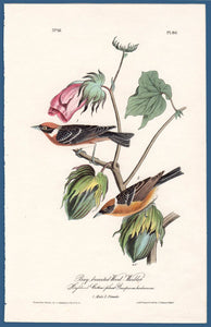 Audubon First Edition Octavo Print for sale Pl 80 Bay-Breasted Wood Warbler, full sheet