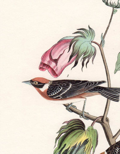 Audubon First Edition Octavo Print for sale Pl 80 Bay-Breasted Wood Warbler, detail