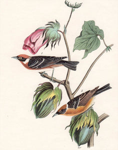 Audubon First Edition Octavo Print for sale Pl 80 Bay-Breasted Wood Warbler, closer view