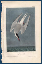 Load image into Gallery viewer, Audubon Octavo Print for sale Plate 436 Arctic Tern 1840 First Edition, full sheet