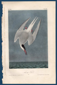Audubon Octavo Print for sale Plate 436 Arctic Tern 1840 First Edition, full sheet