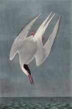 Load image into Gallery viewer, Audubon Octavo Print for sale Plate 436 Arctic Tern 1840 First Edition, detail