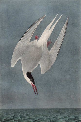 Audubon Octavo Print for sale Plate 436 Arctic Tern 1840 First Edition, detail