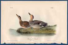 Load image into Gallery viewer, Audubon Octavo Print for sale Plate 388 Gadwall Duck 1840 First Edition, full sheet view