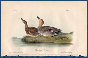 Audubon Octavo Print for sale Plate 388 Gadwall Duck 1840 First Edition, full sheet view