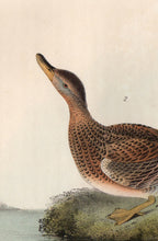Load image into Gallery viewer, Audubon Octavo Print for sale Plate 388 Gadwall Duck 1840 First Edition, detail