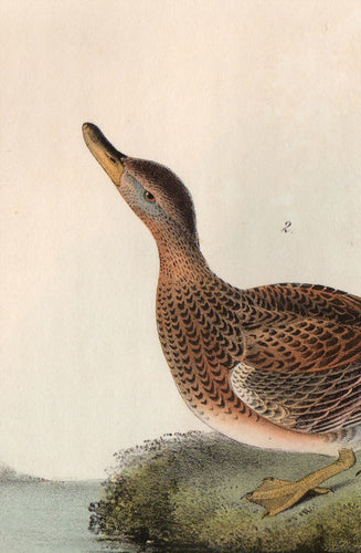Audubon Octavo Print for sale Plate 388 Gadwall Duck 1840 First Edition, detail