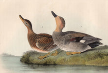 Load image into Gallery viewer, Audubon Octavo Print for sale Plate 388 Gadwall Duck 1840 First Edition, closer view