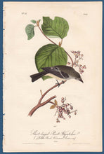 Load image into Gallery viewer, Audubon Octavo Print First Edition for sale Pl 61 Pewit Flycatcher, full sheet