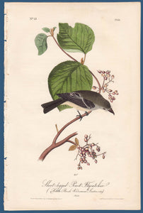 Audubon Octavo Print First Edition for sale Pl 61 Pewit Flycatcher, full sheet
