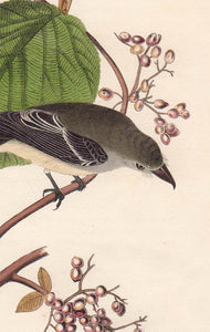 Audubon Octavo Print First Edition for sale Pl 61 Pewit Flycatcher, detail