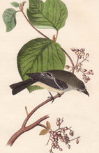Load image into Gallery viewer, Audubon Octavo Print First Edition for sale Pl 61 Pewit Flycatcher, closer view