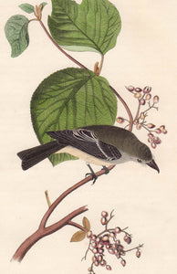 Audubon Octavo Print First Edition for sale Pl 61 Pewit Flycatcher, closer view