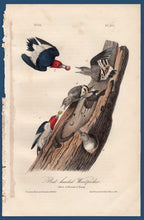 Load image into Gallery viewer, Audubon Octavo Print for sale Plate 271 Red Headed Woodpecker 1840 First Edition, full sheet