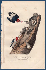 Audubon Octavo Print for sale Plate 271 Red Headed Woodpecker 1840 First Edition, full sheet