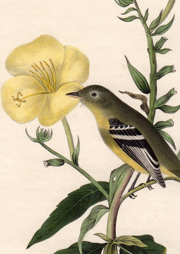 Audubon Octavo Print for sale Plate 490 Yellow Bellied Flycatcher 1840 First Edition, detail