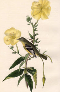 Audubon Octavo Print for sale Plate 490 Yellow Bellied Flycatcher 1840 First Edition, closer view