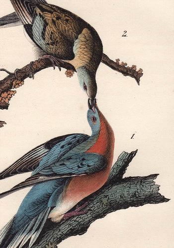 Audubon 1840 First Edition Royal Octavo Print 285 Passenger Pigeon, detail