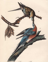 Load image into Gallery viewer, Audubon 1840 First Edition Royal Octavo Print 285 Passenger Pigeon, detail