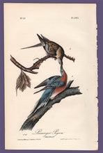 Load image into Gallery viewer, Audubon 1840 First Edition Royal Octavo Print 285 Passenger Pigeon, full sheet