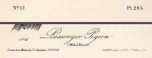 Audubon 1840 First Edition Royal Octavo Print 285 Passenger Pigeon, text areas